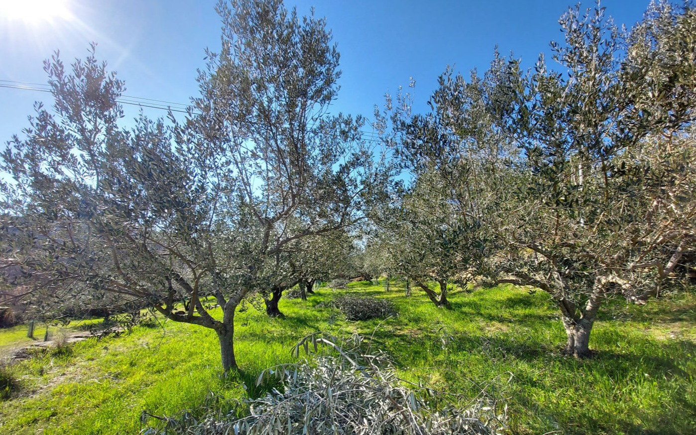 Olive grove